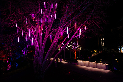 Takapuna Winter Lights