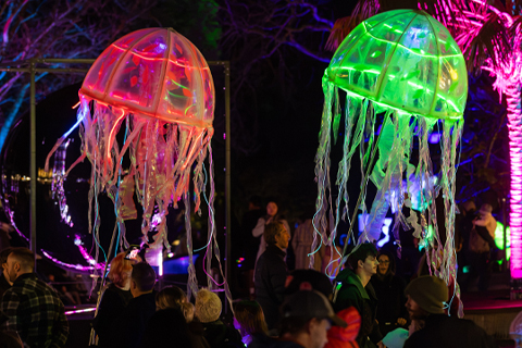 Takapuna Winter Lights