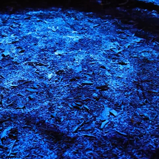 Takapuna Winter Lights